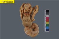 藏品(印紋真寄居蟹)的圖片